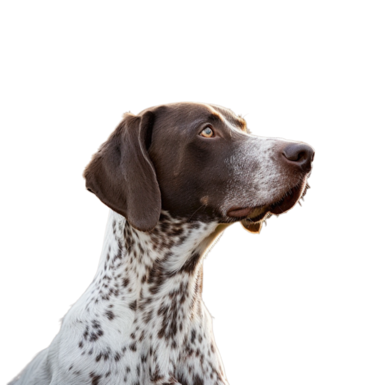 GSP&#39;s - Brown &amp; White 60 7-4-24