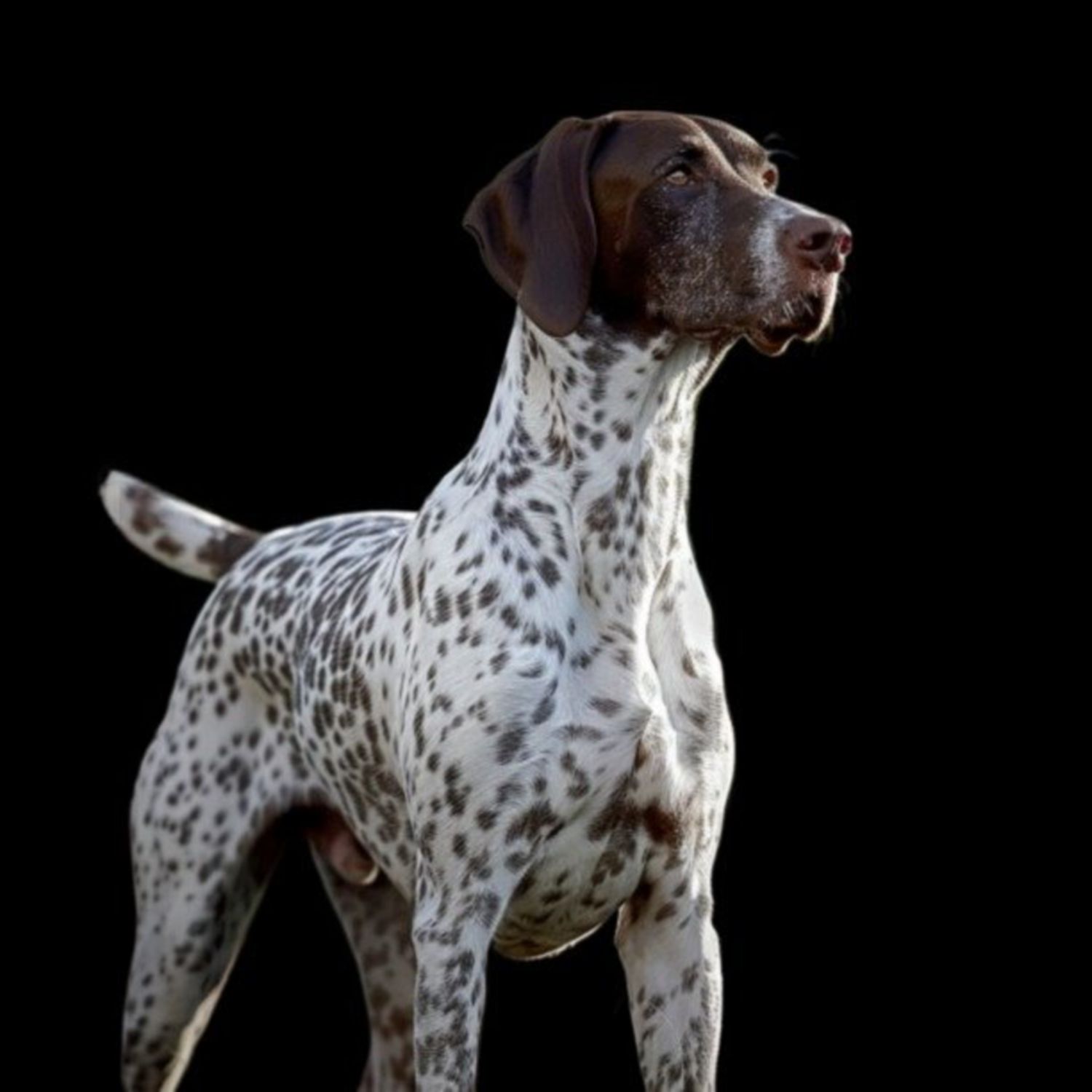 GSP&#39;s - Brown &amp; White 68 7-4-24