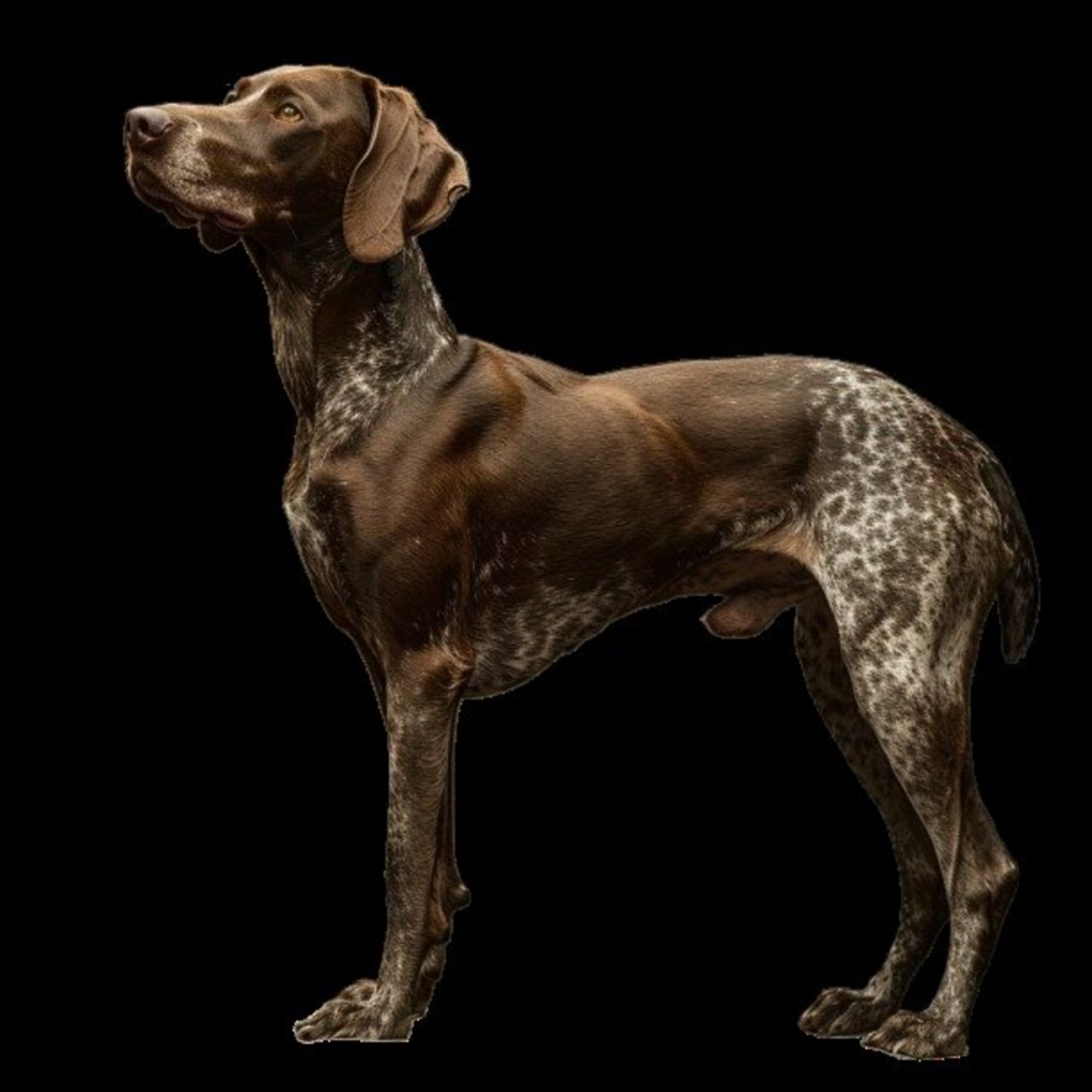 GSP&#39;s - Brown &amp; White 67 7-4-24