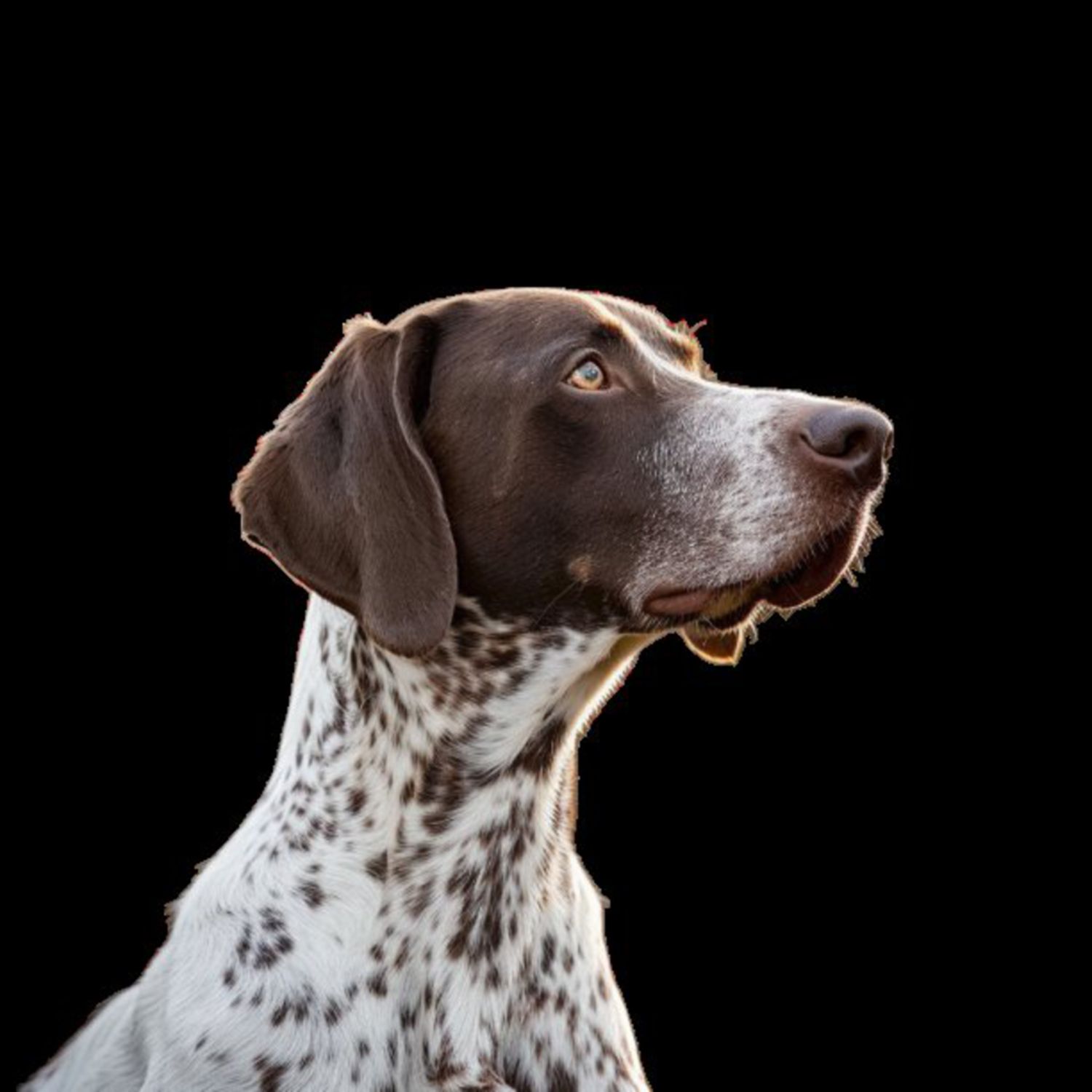 GSP&#39;s - Brown &amp; White 60 7-4-24