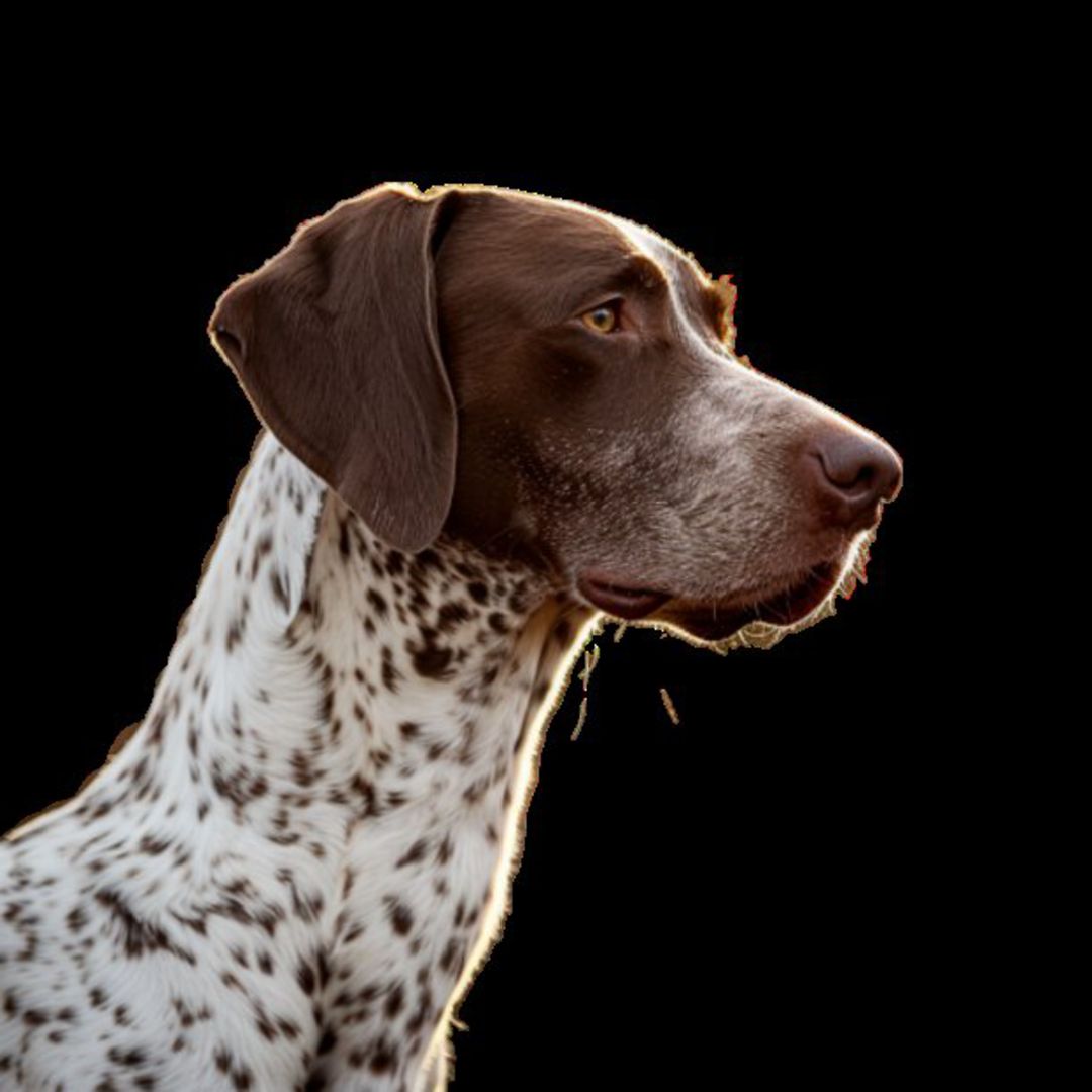 GSP&#39;s - Brown &amp; White 61 7-4-24