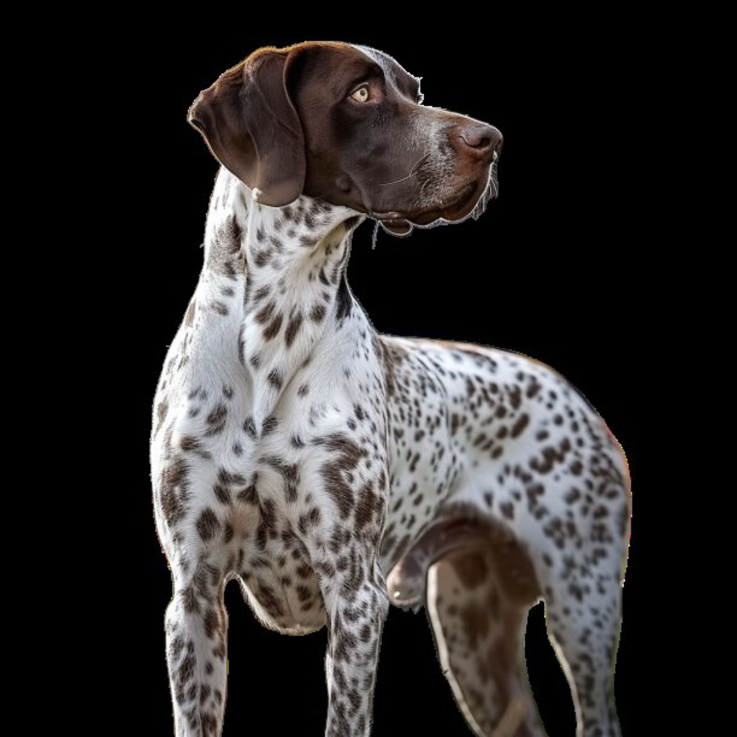 GSP&#39;s - Brown &amp; White 71 7-4-24