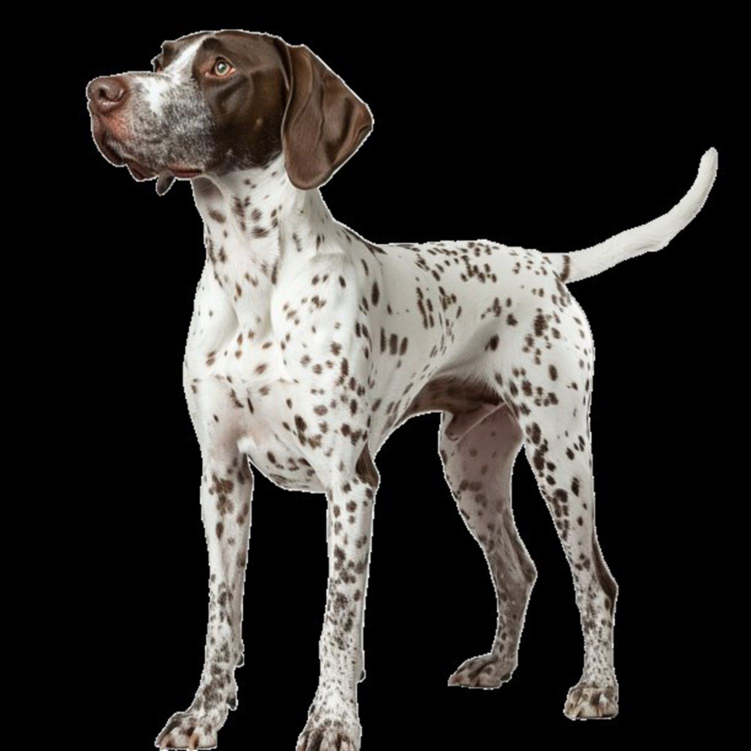 GSP&#39;s - Brown &amp; White 74 7-4-24