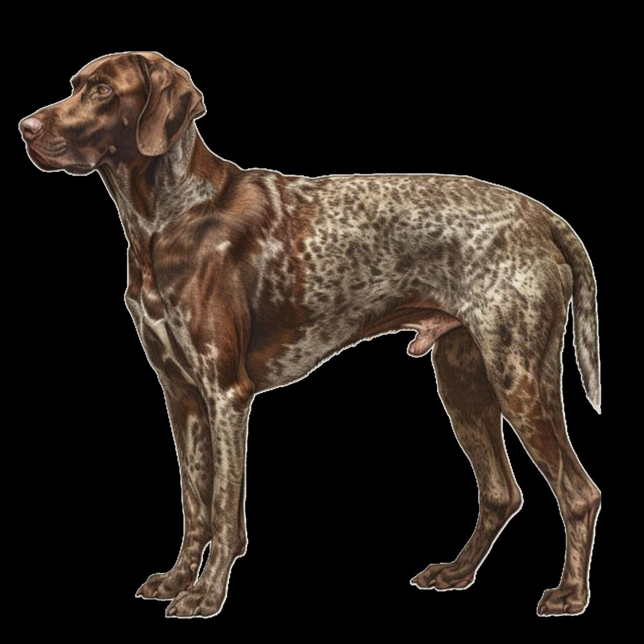 GSP&#39;s - Brown &amp; White 78 7-4-24