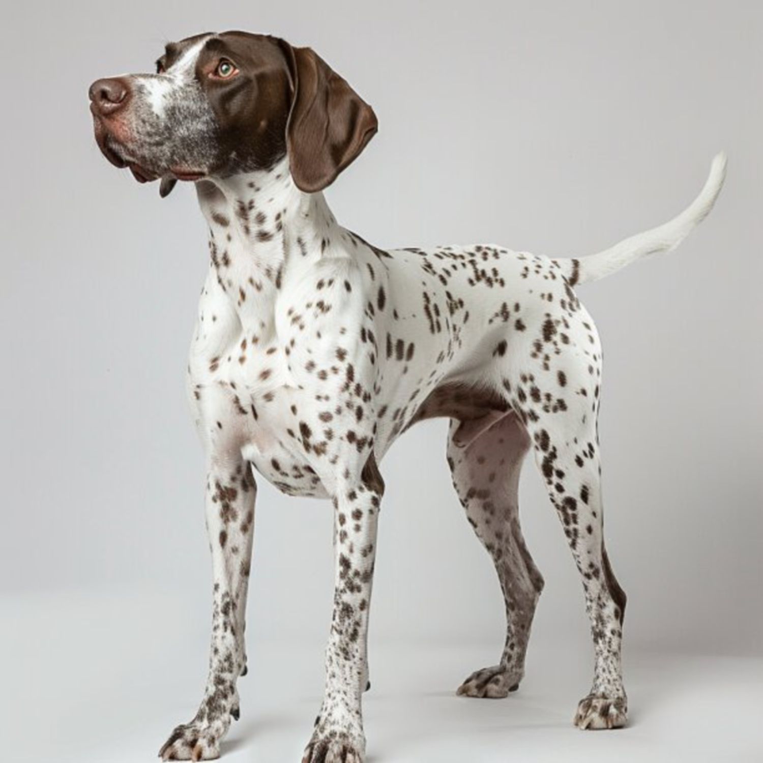 GSP&#39;s - Brown &amp; White 74 7-4-24