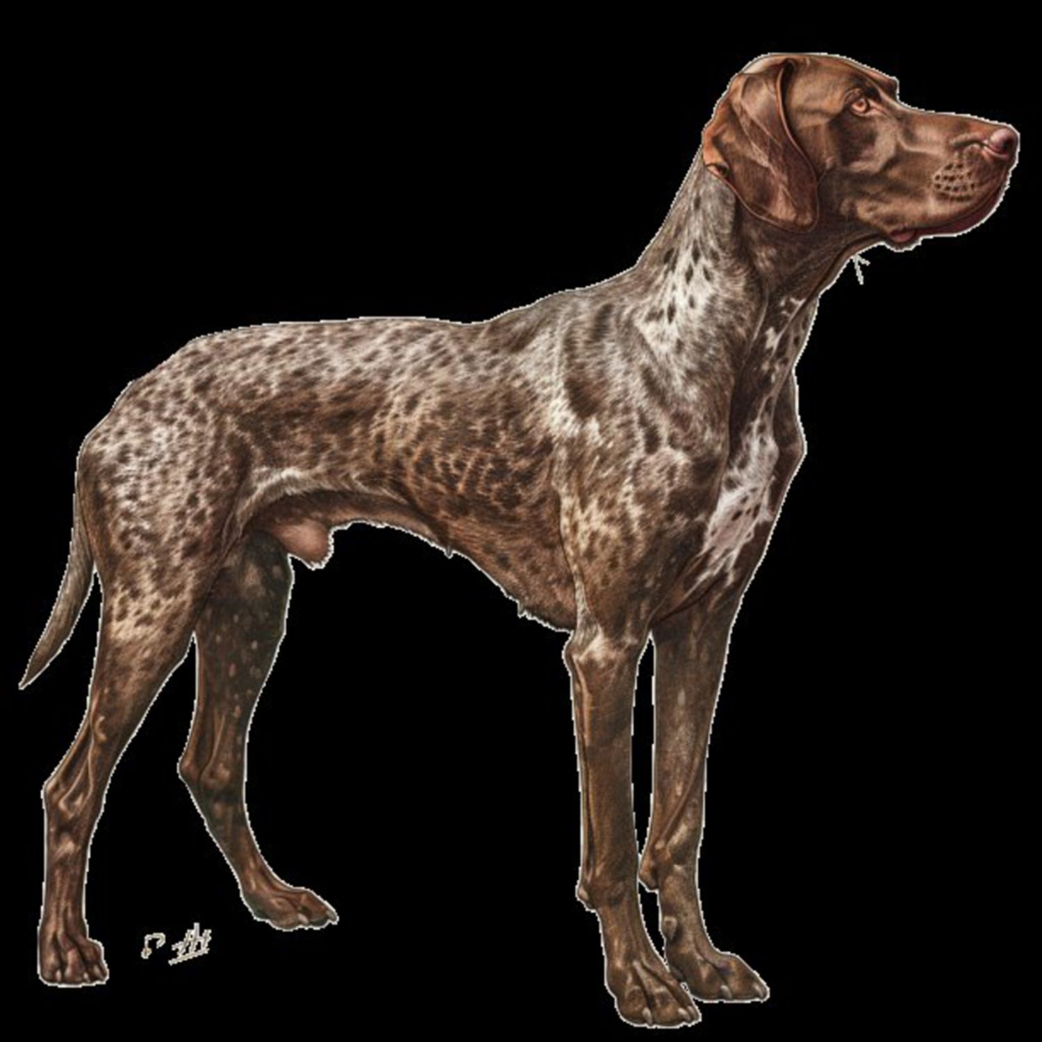 GSP&#39;s - Brown &amp; White 82 7-4-24