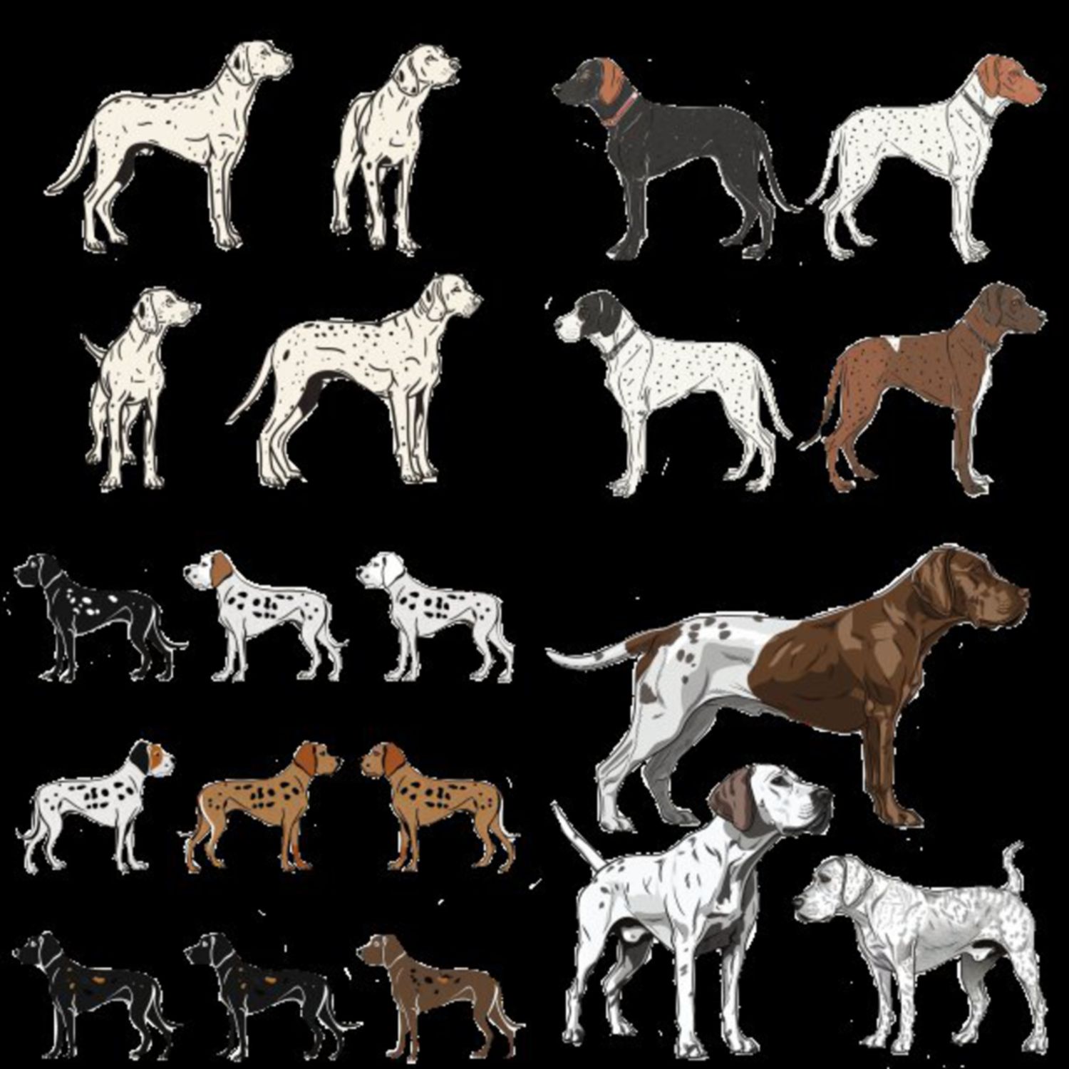 GSP&#39;s - Brown &amp; White Selection 16 7-4-24