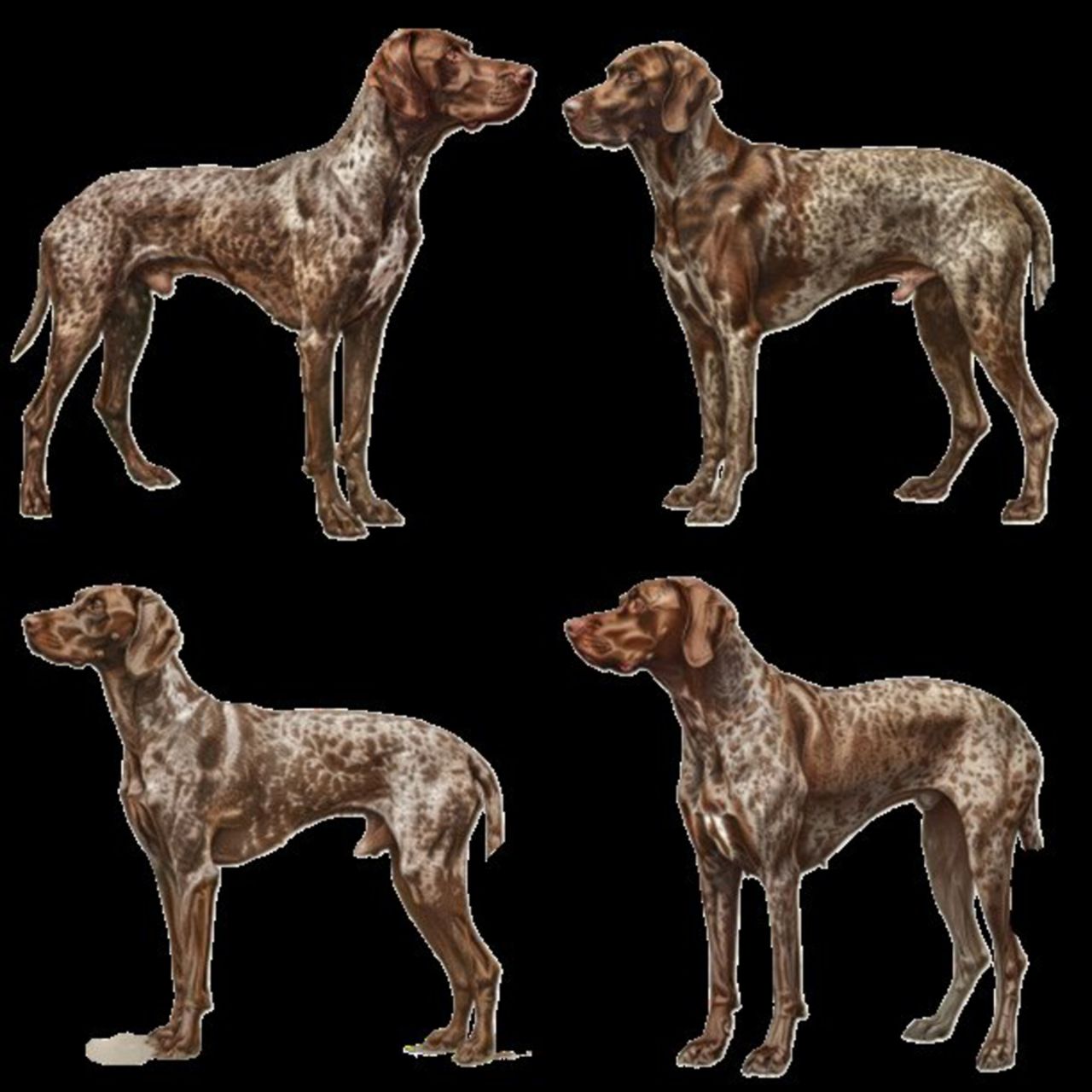 GSP&#39;s - Brown &amp; White Selection 31 7-4-24