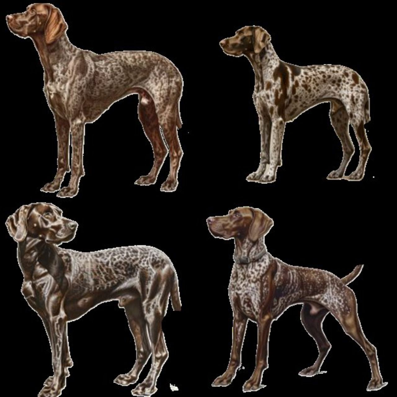 GSP&#39;s - Brown &amp; White Selection 38 7-4-24