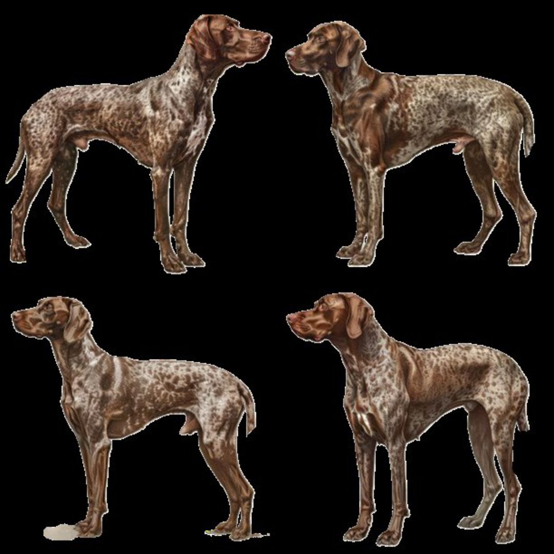 GSP&#39;s - Brown &amp; White Selection 31 7-4-24