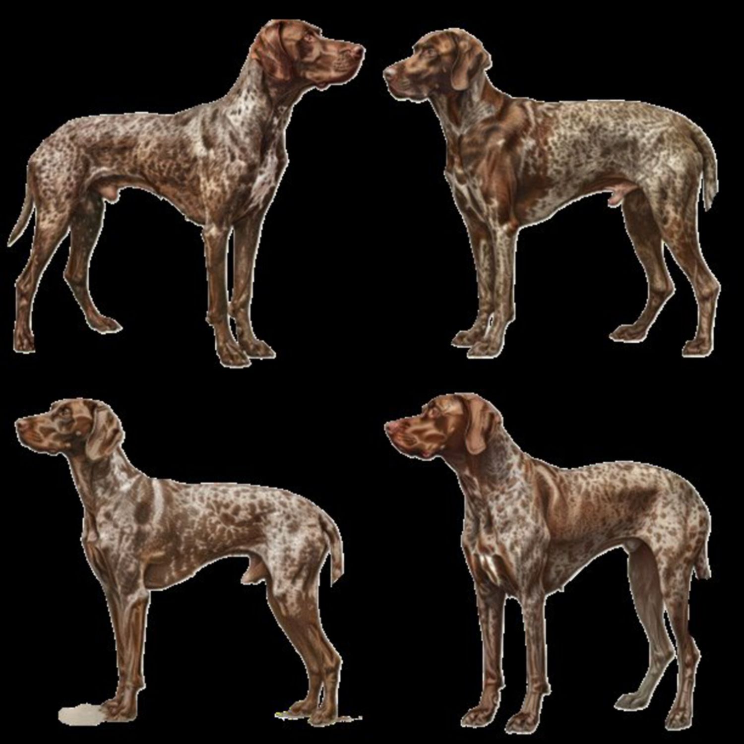 GSP&#39;s - Brown &amp; White Selection 31 7-4-24