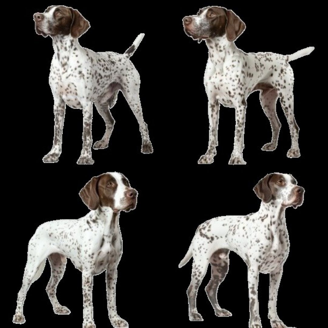 GSP&#39;s - Brown &amp; White Selection 40 7-4-24
