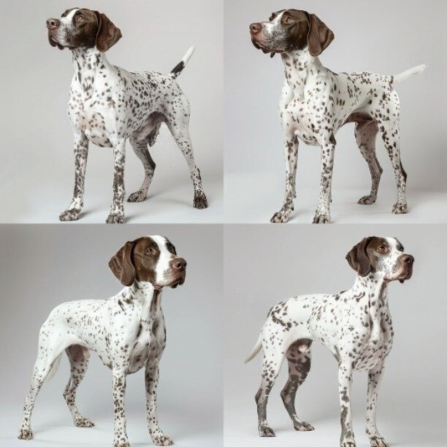 GSP&#39;s - Brown &amp; White Selection 40 7-4-24