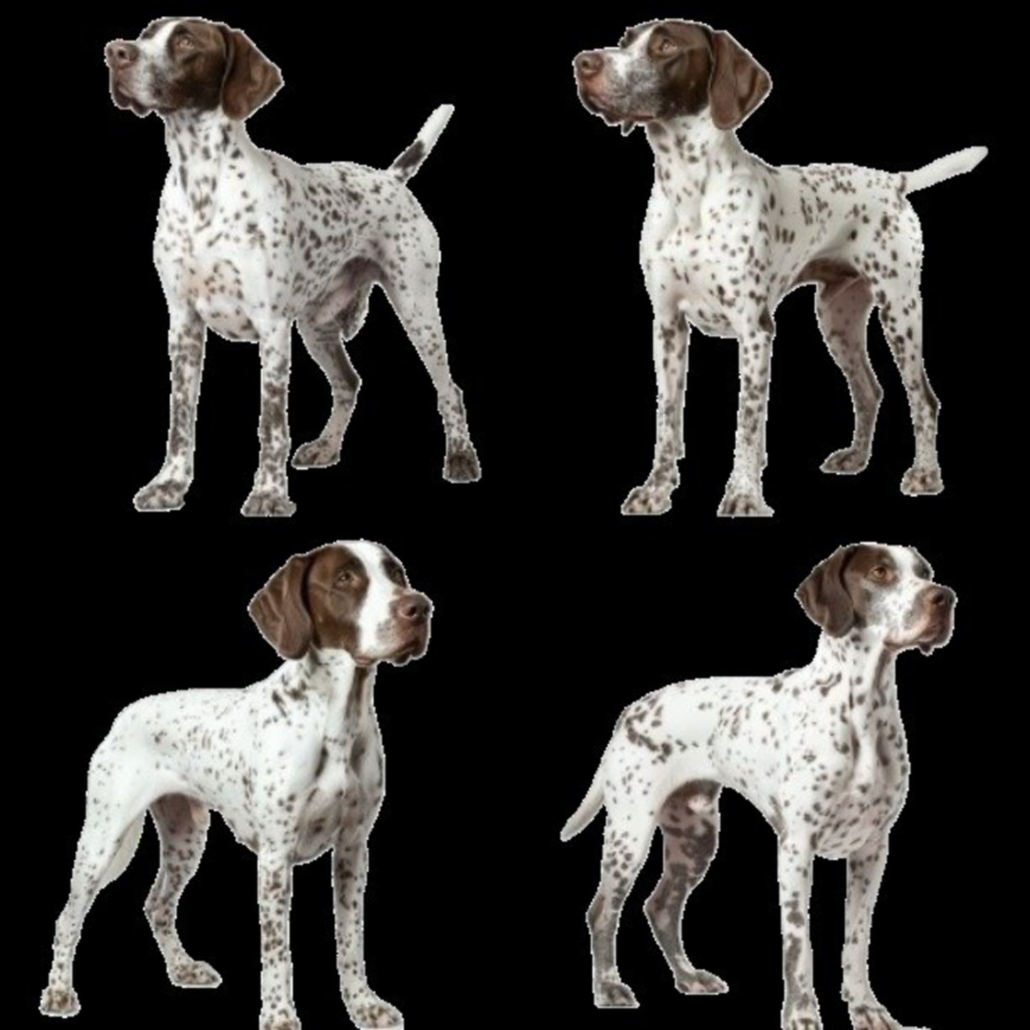 GSP&#39;s - Brown &amp; White Selection 40 7-4-24