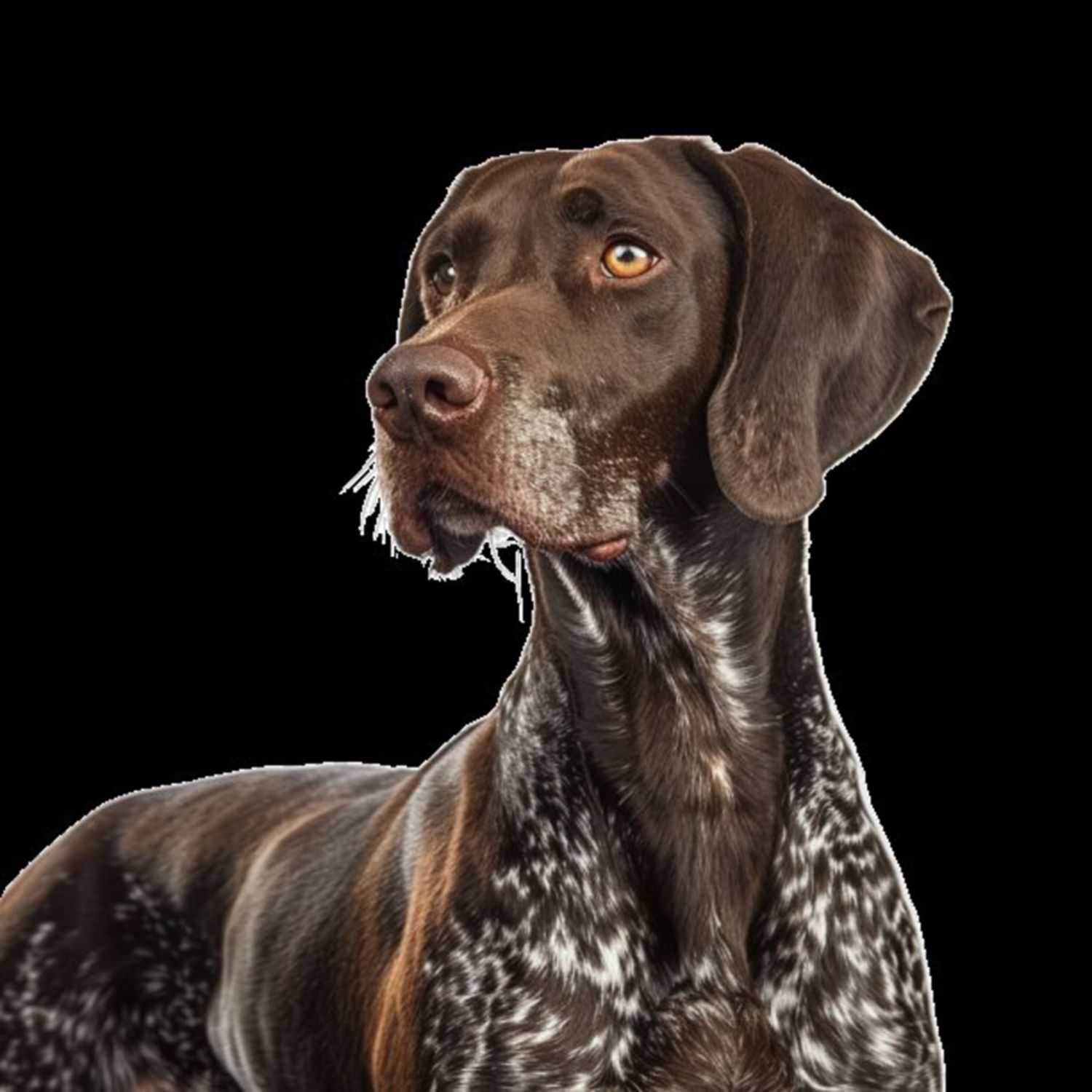 GSP&#39;s - Brown &amp; White 116 7-4-24