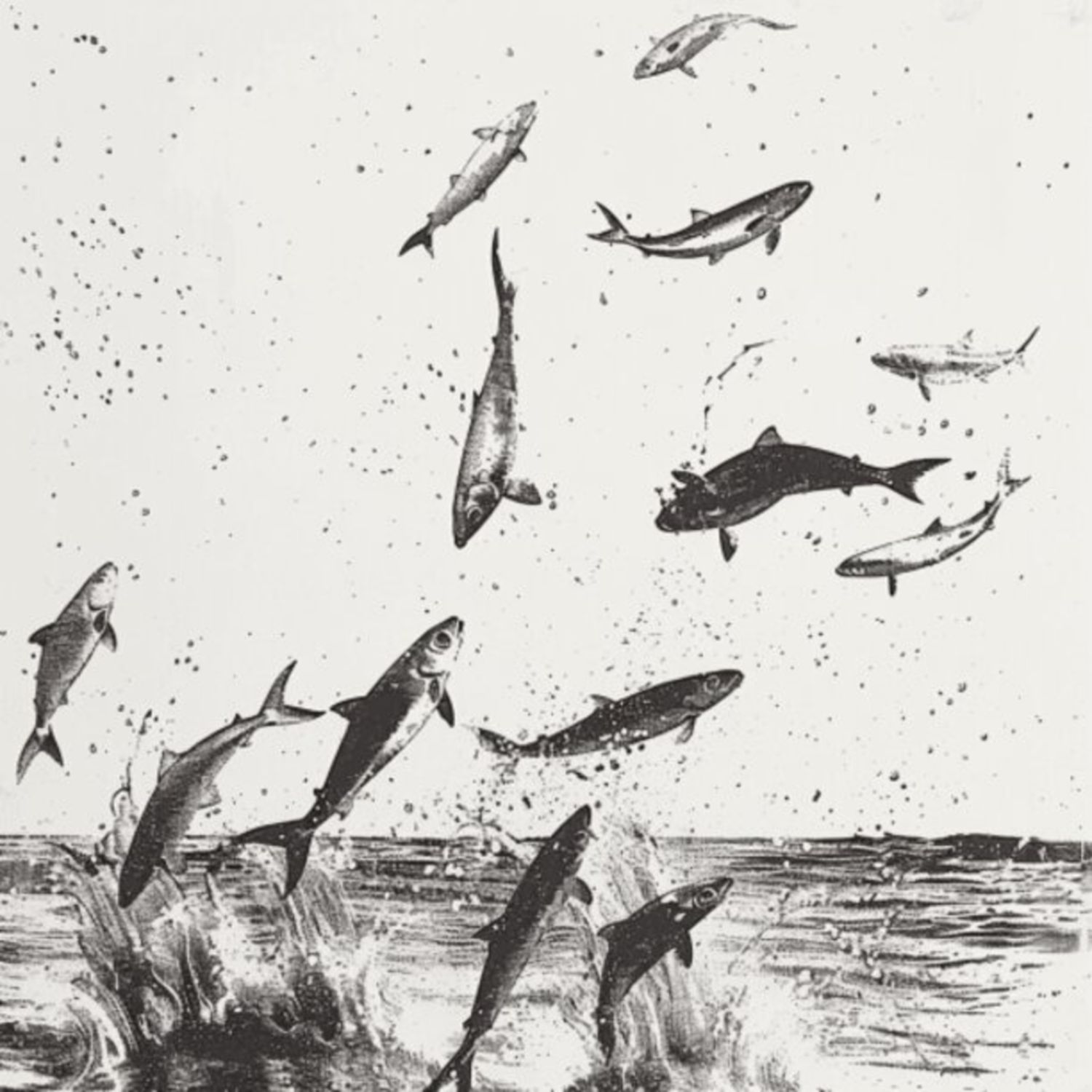 Mullet Fish 44