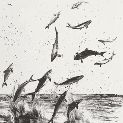 Mullet Fish 44