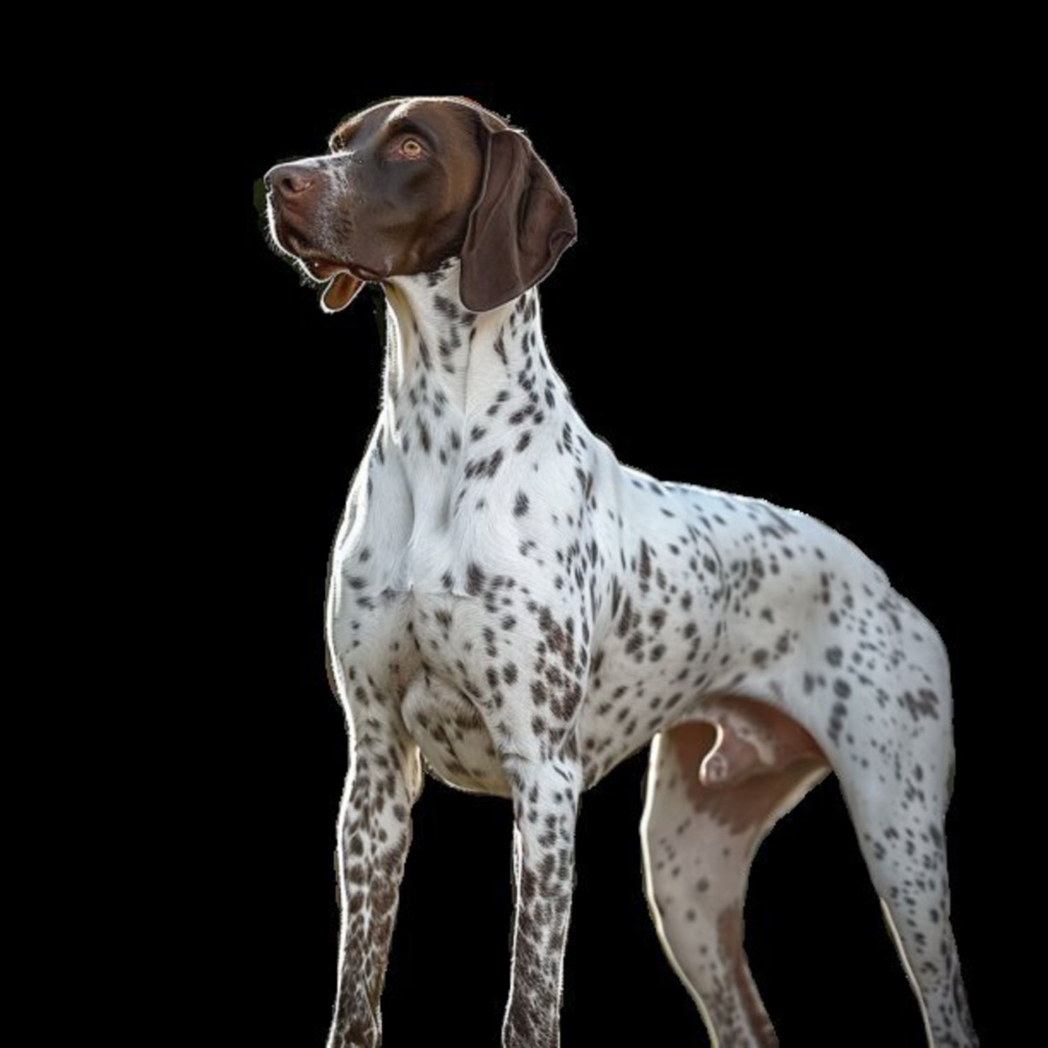 GSP&#39;s - Brown &amp; White 63 7-4-24