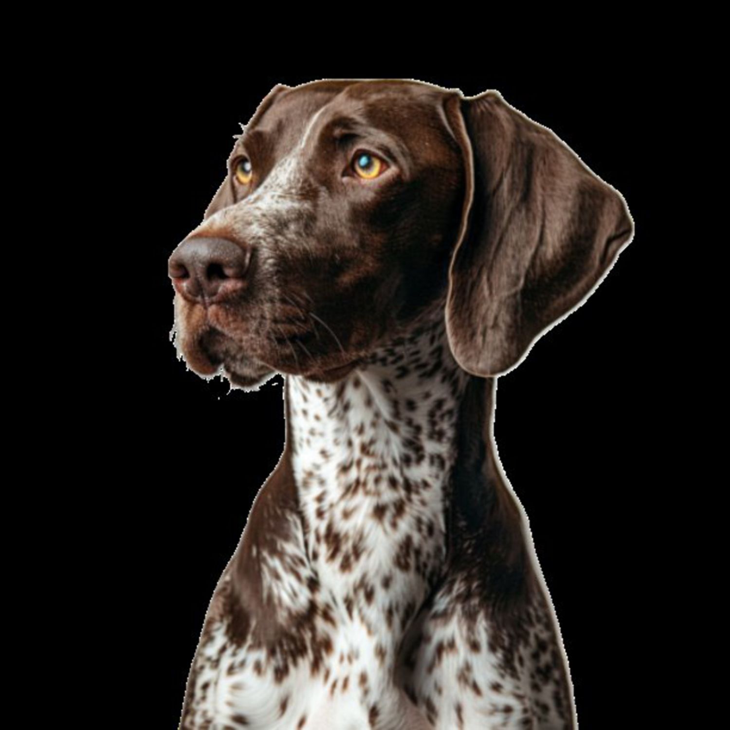 GSP&#39;s - Brown &amp; White 65 7-4-24