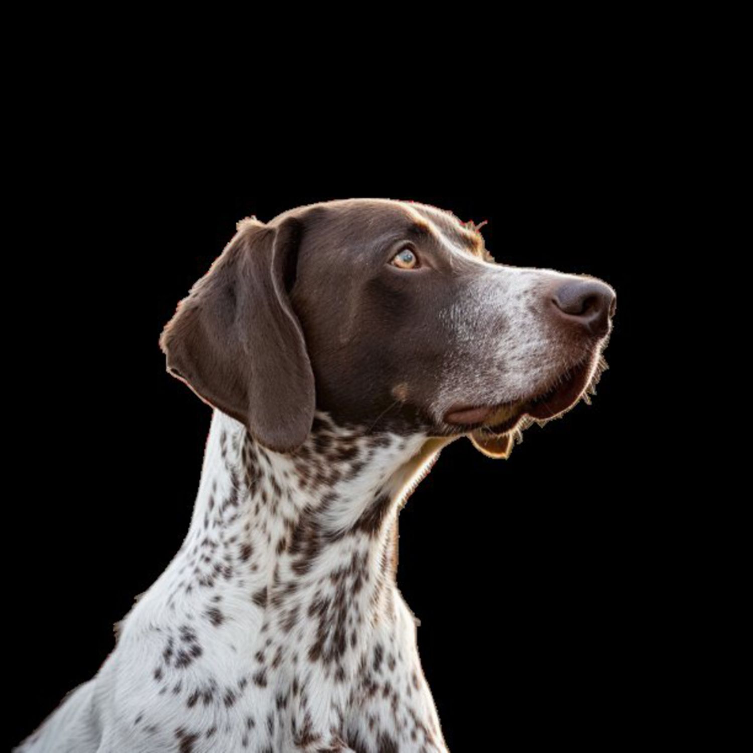 GSP&#39;s - Brown &amp; White 60 7-4-24