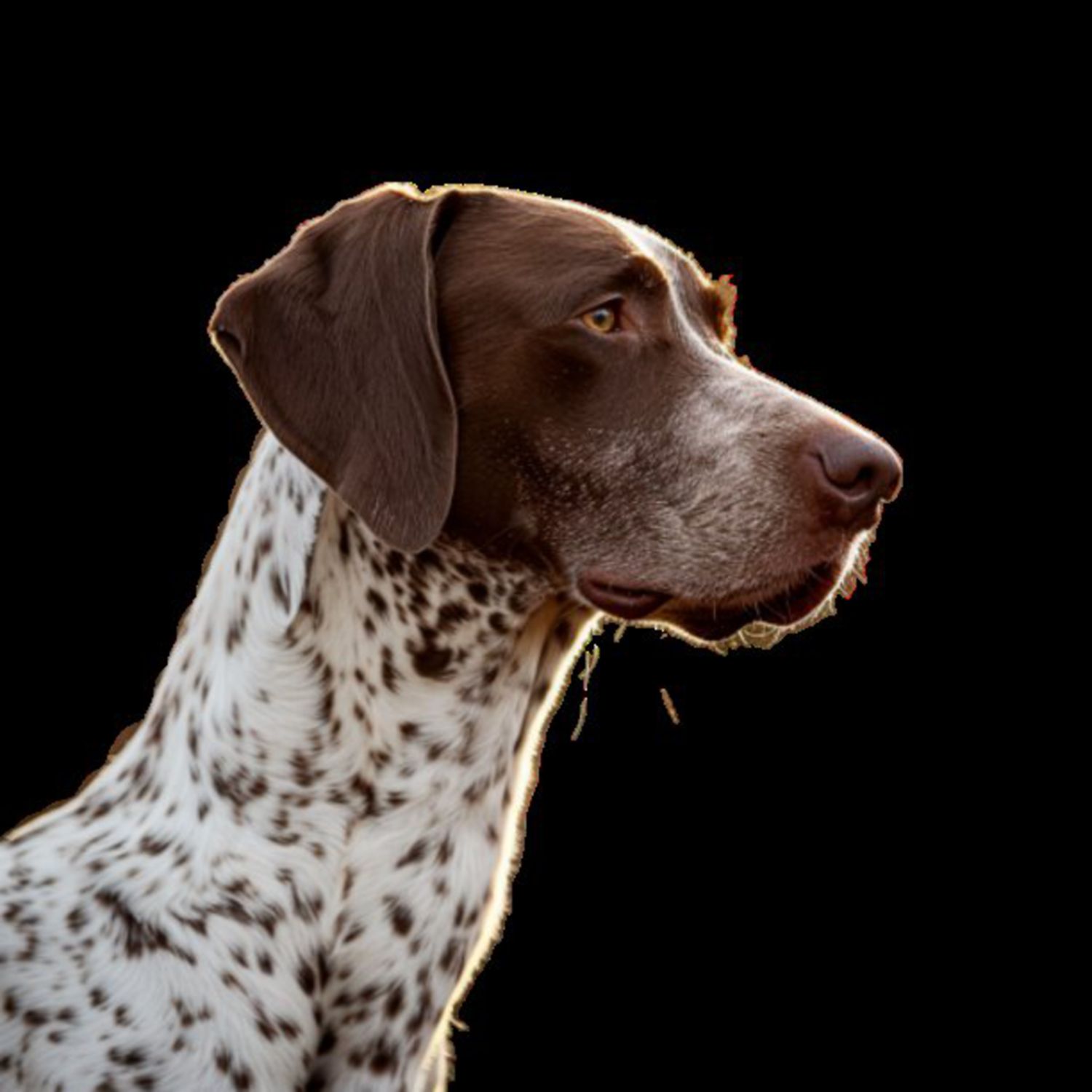 GSP&#39;s - Brown &amp; White 61 7-4-24