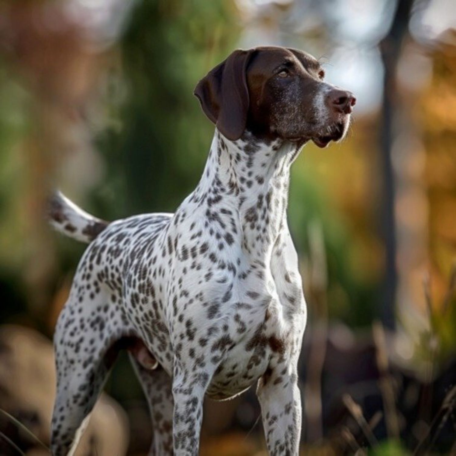 GSP&#39;s - Brown &amp; White 68 7-4-24