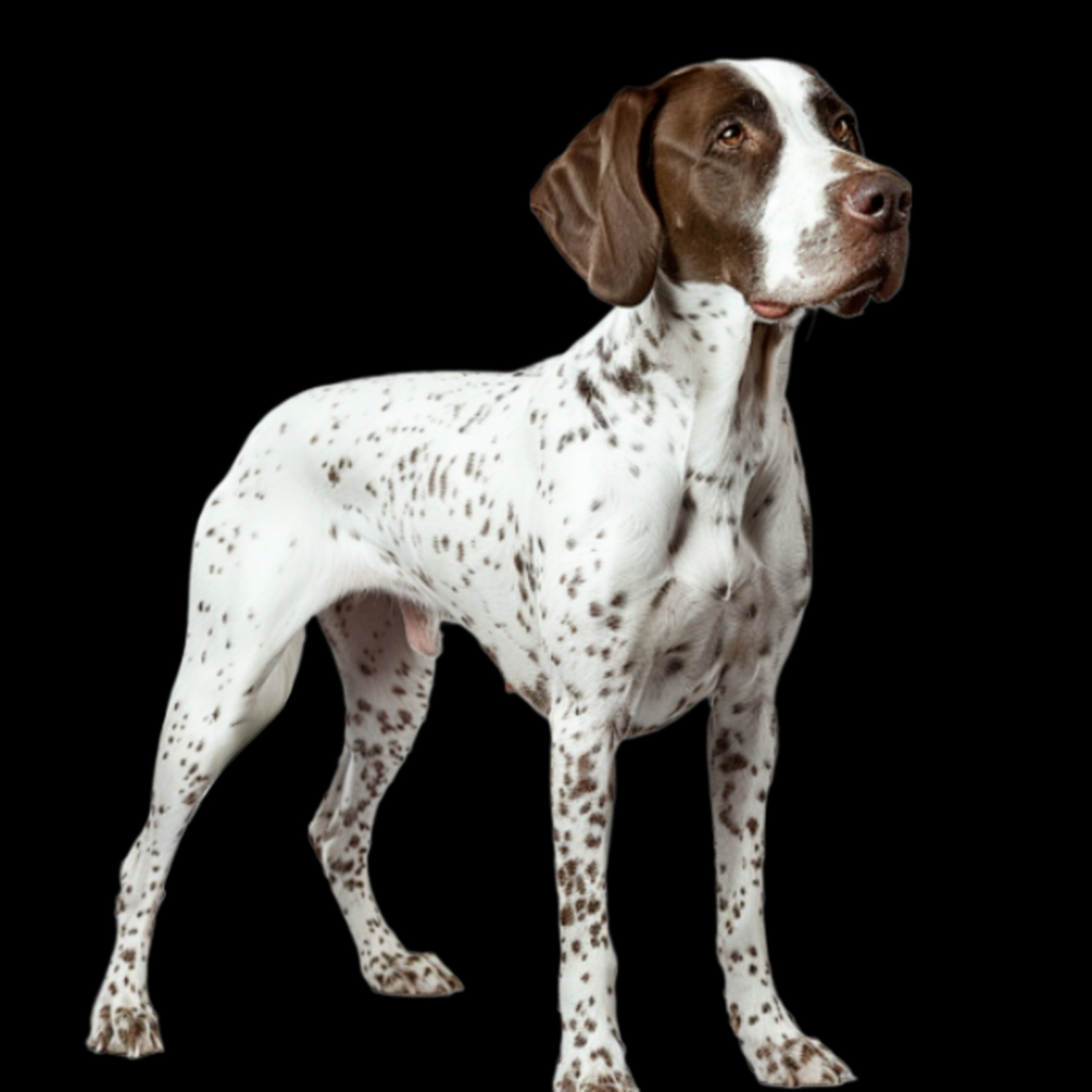 GSP&#39;s - Brown &amp; White 69 7-4-24