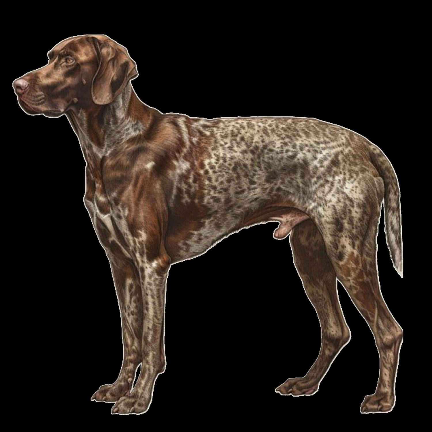 GSP&#39;s - Brown &amp; White 78 7-4-24