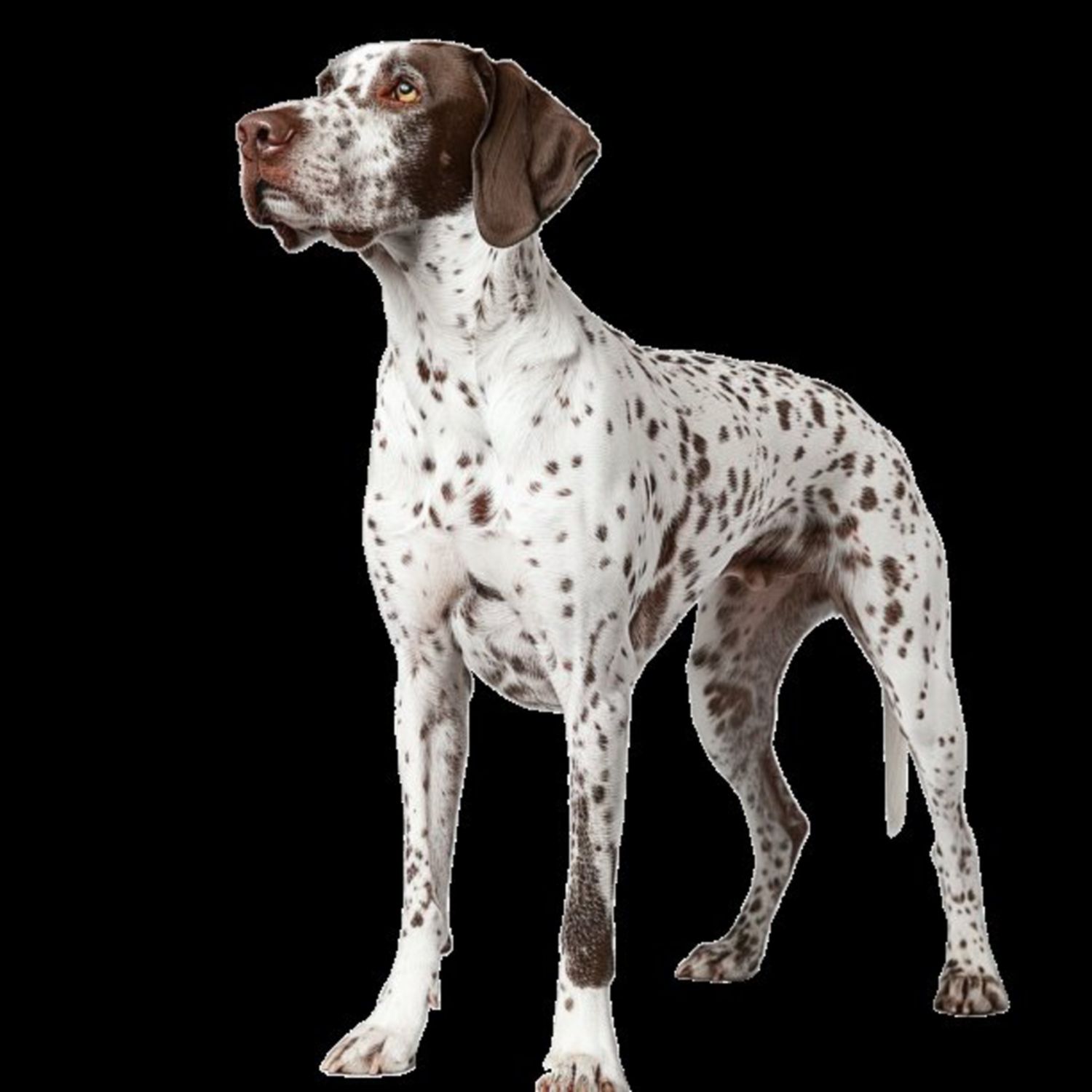 GSP&#39;s - Brown &amp; White 75 7-4-24