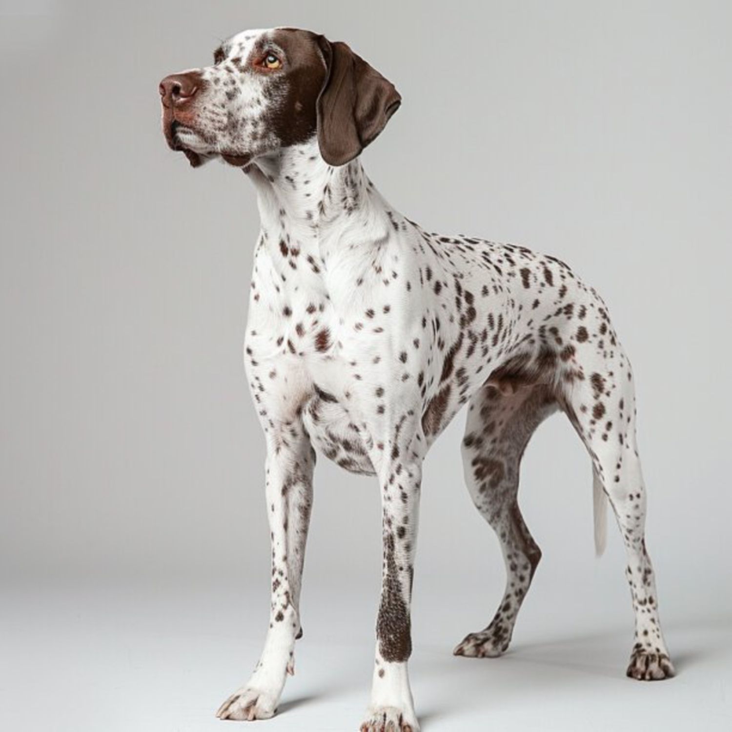 GSP&#39;s - Brown &amp; White 75 7-4-24