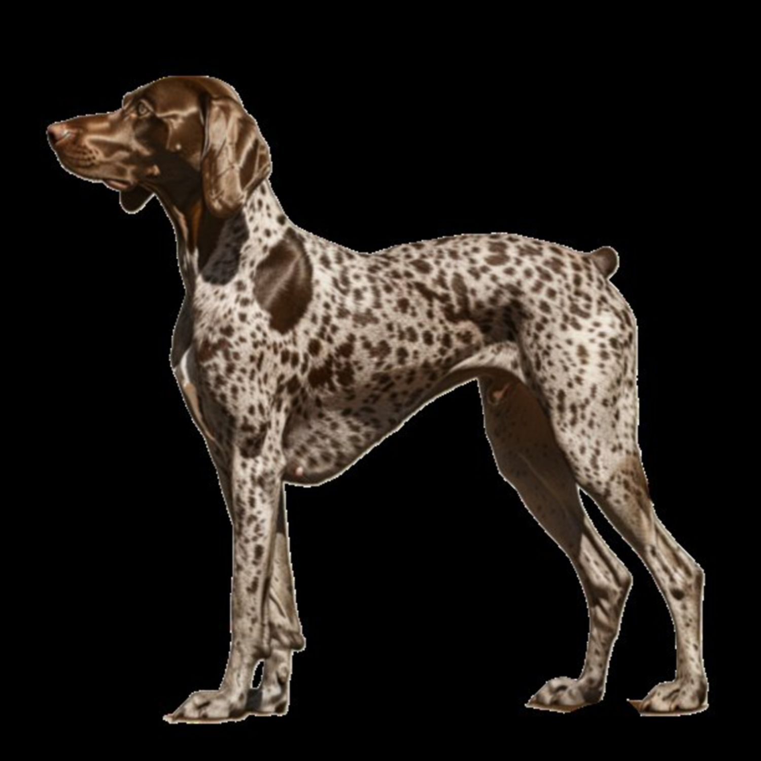 GSP&#39;s - Brown &amp; White 77 7-4-24