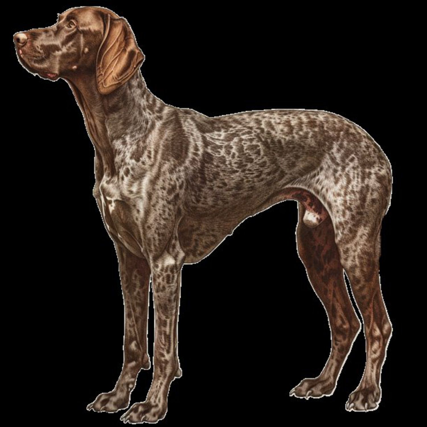 GSP&#39;s - Brown &amp; White 81 7-4-24