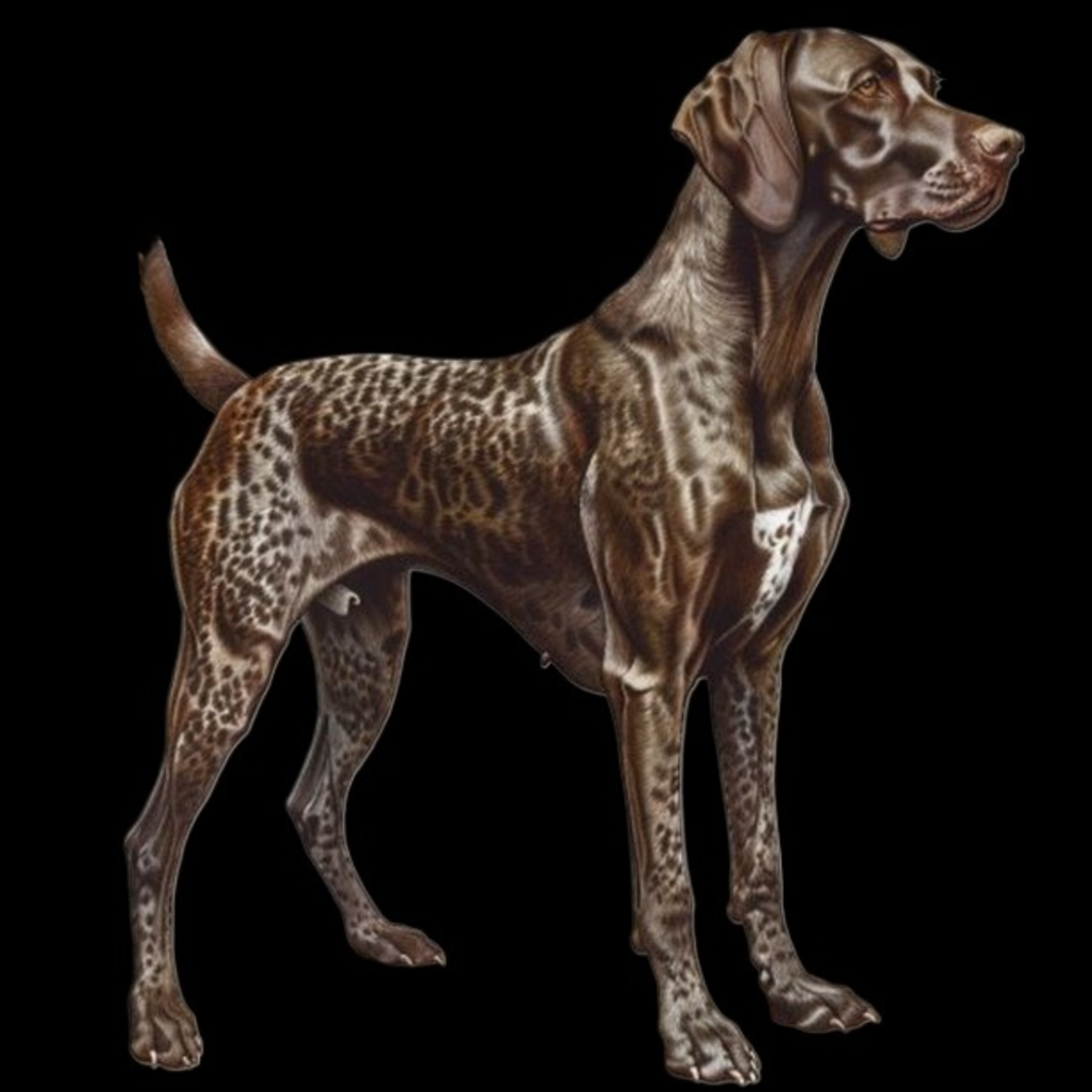 GSP&#39;s - Brown &amp; White 83 7-4-24