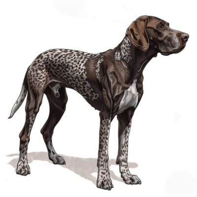 GSP&#39;s - Brown &amp; White 90 7-4-24