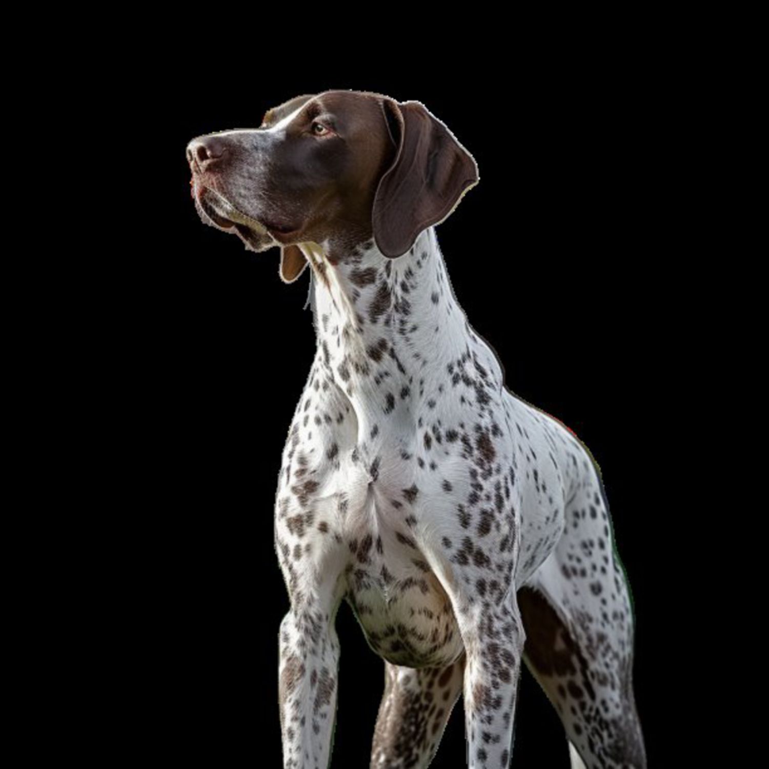 GSP&#39;s - Brown &amp; White 114 7-4-24