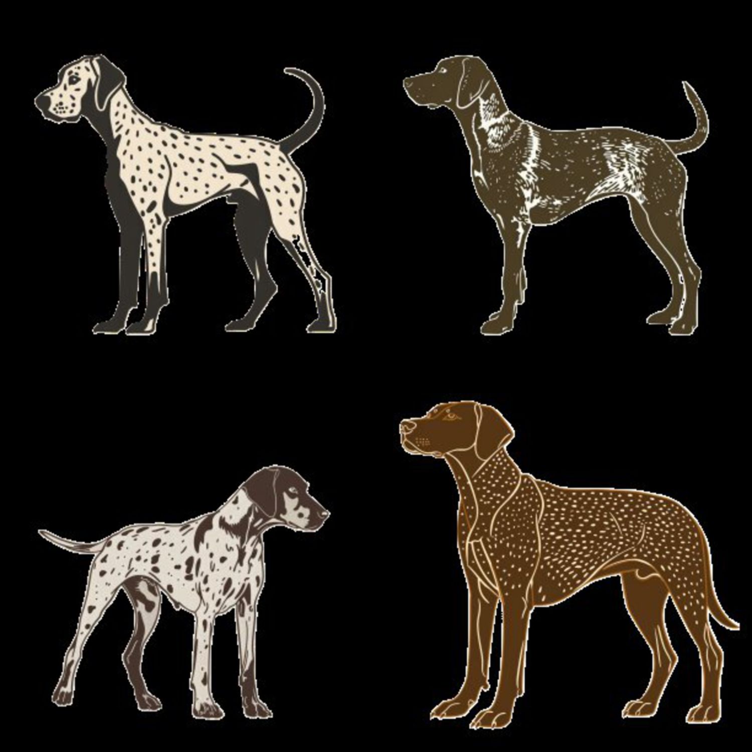GSP&#39;s - Brown &amp; White Selection 5 7-4-24
