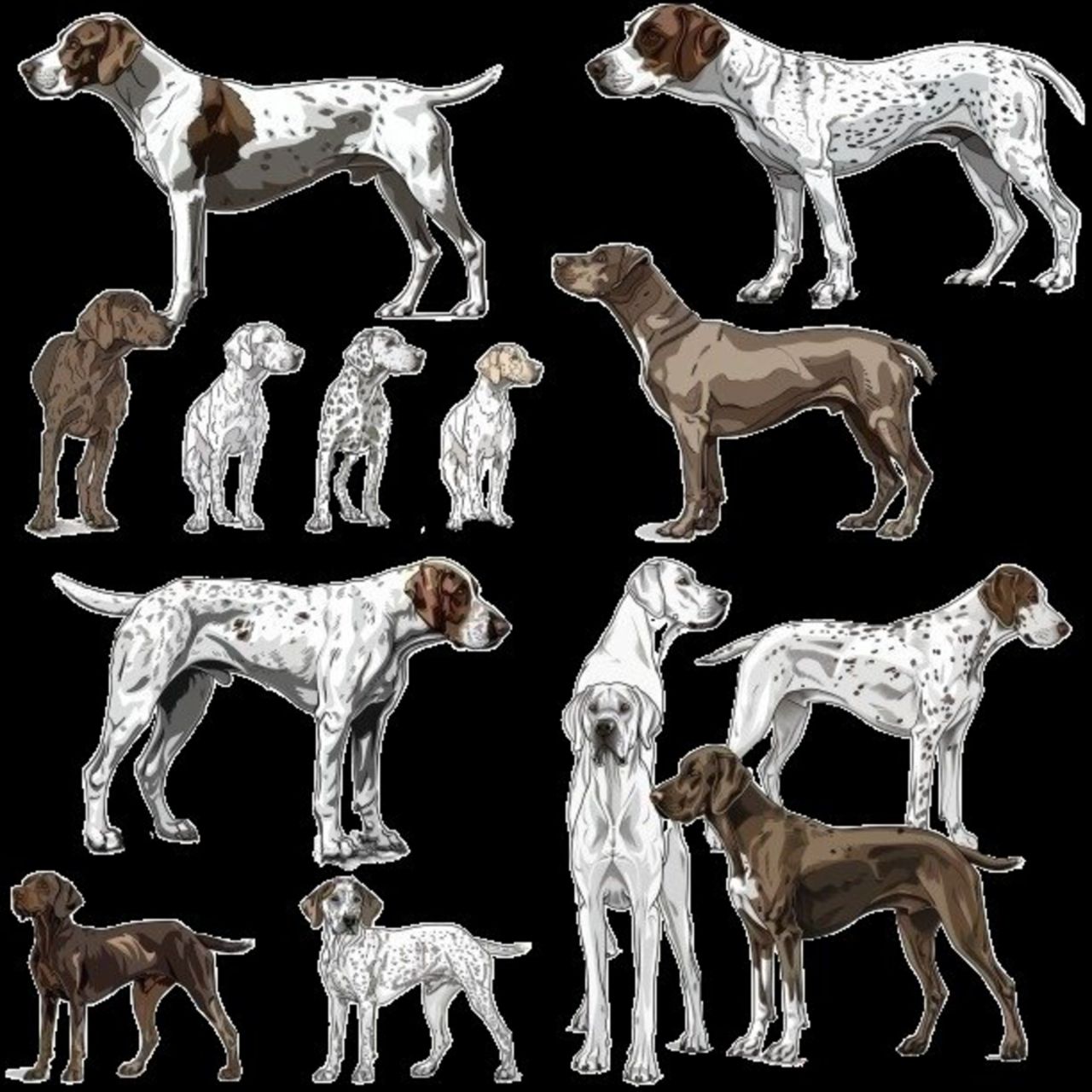 GSP&#39;s - Brown &amp; White Selection 9 7-4-24