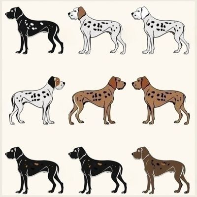 GSP&#39;s - Brown &amp; White Selection 12 7-4-24