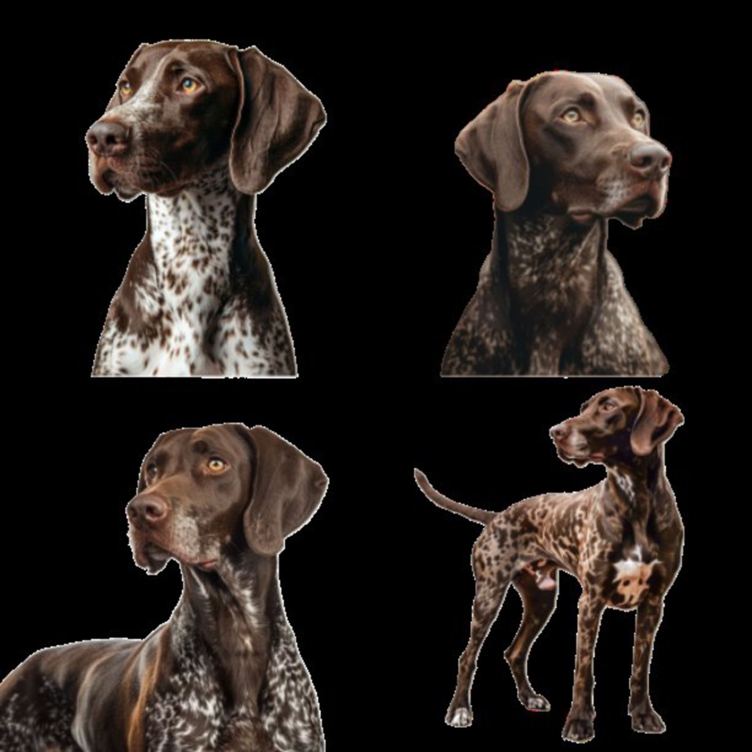 GSP&#39;s - Brown &amp; White Selection 21 7-4-24