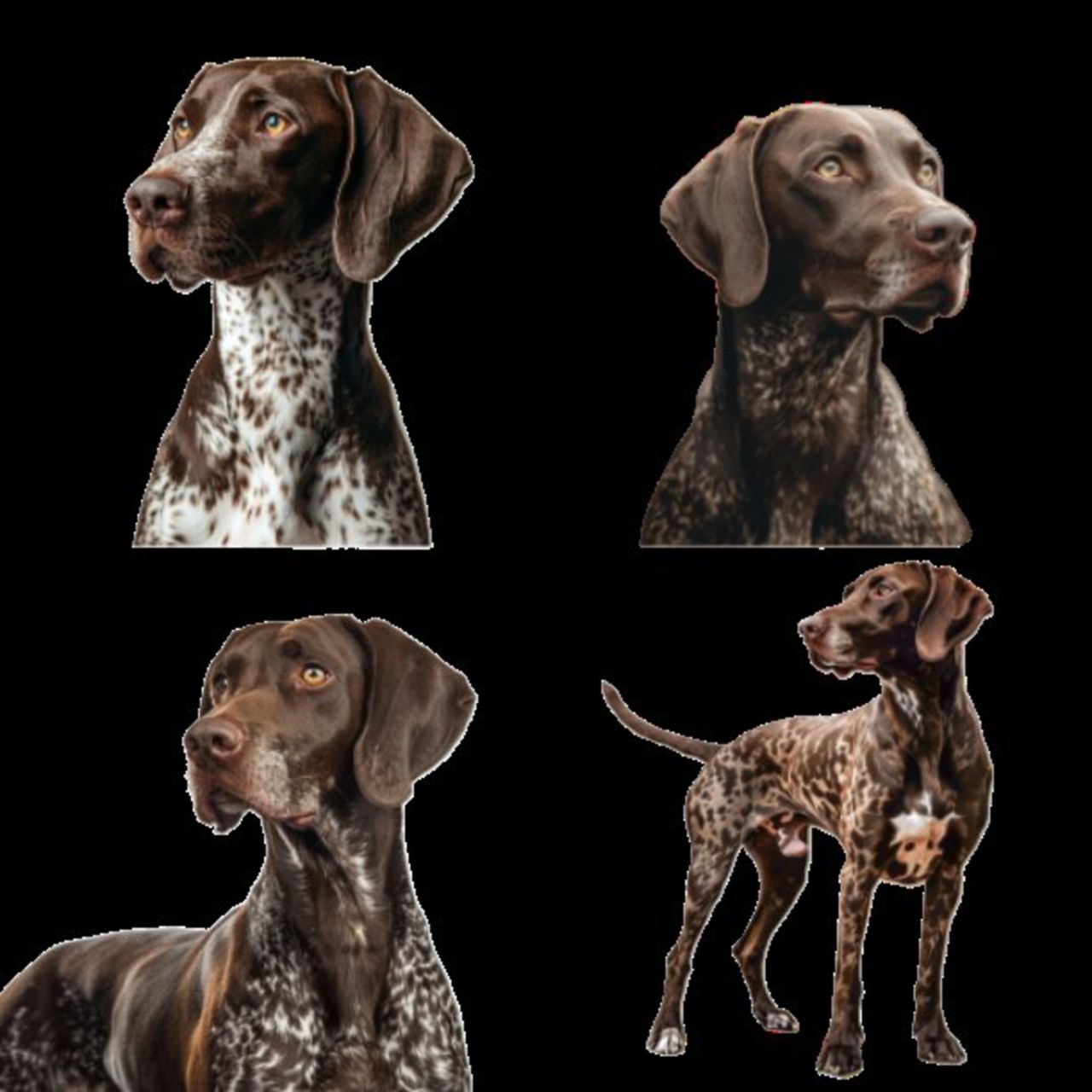 GSP&#39;s - Brown &amp; White Selection 21 7-4-24