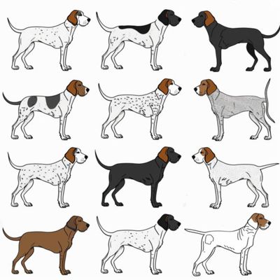 GSP&#39;s - Brown &amp; White Selection 25 7-4-24