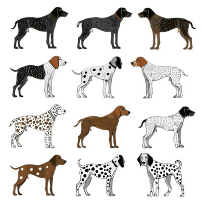 GSP&#39;s - Brown &amp; White Selection 26 7-4-24