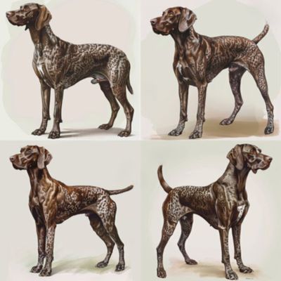 GSP&#39;s - Brown &amp; White Selection 35 7-4-24