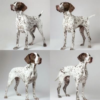 GSP&#39;s - Brown &amp; White Selection 40 7-4-24