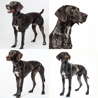 GSP&#39;s - Brown &amp; White Selection 39 7-4-24