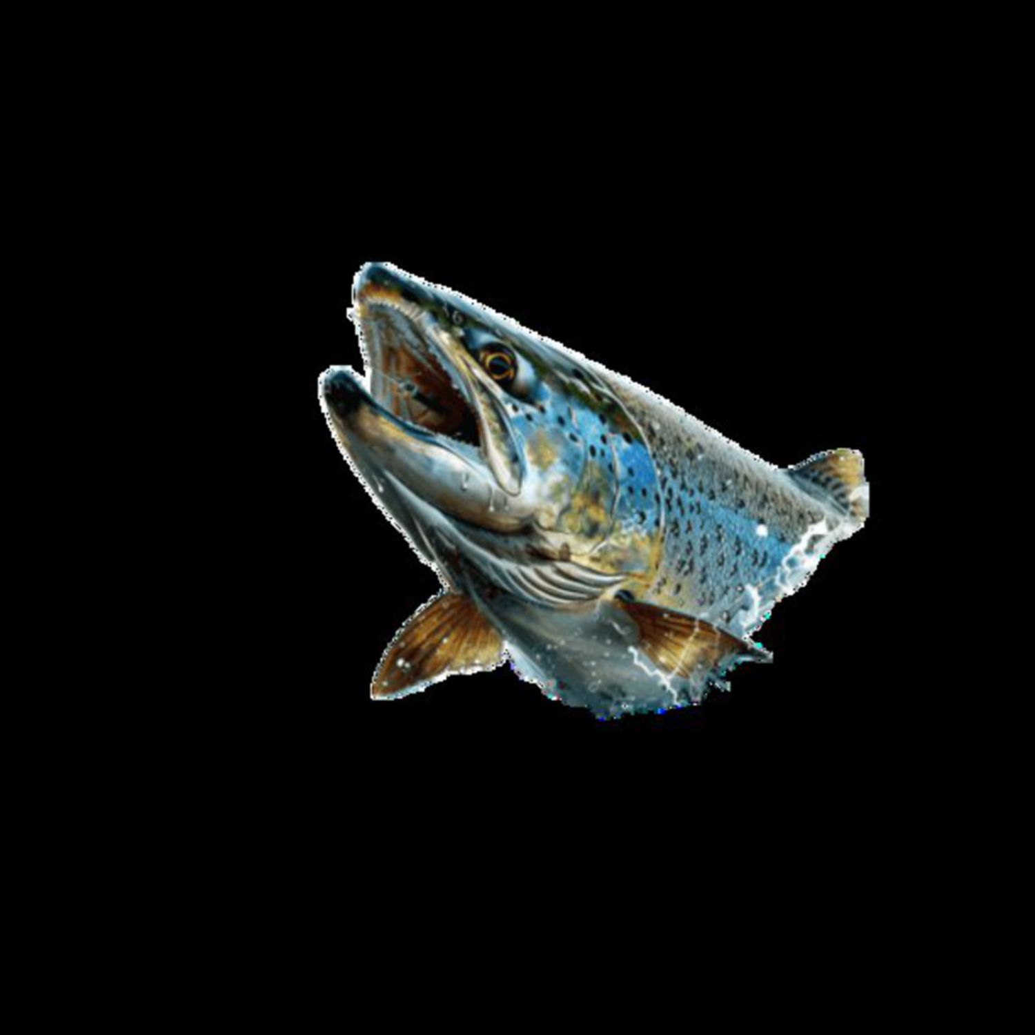 Big Fish 1