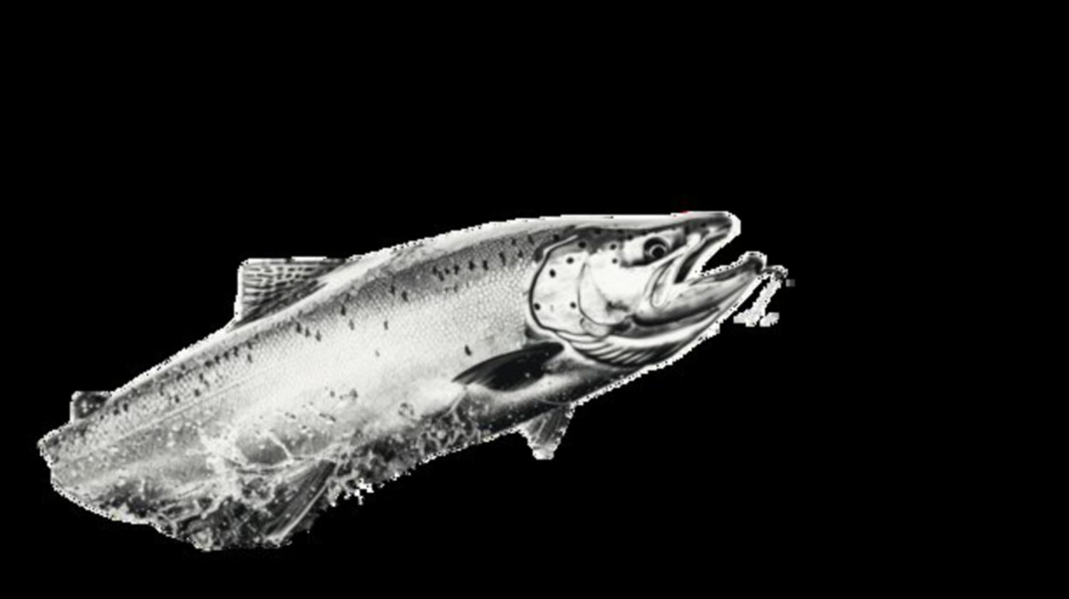 Big Fish (11)