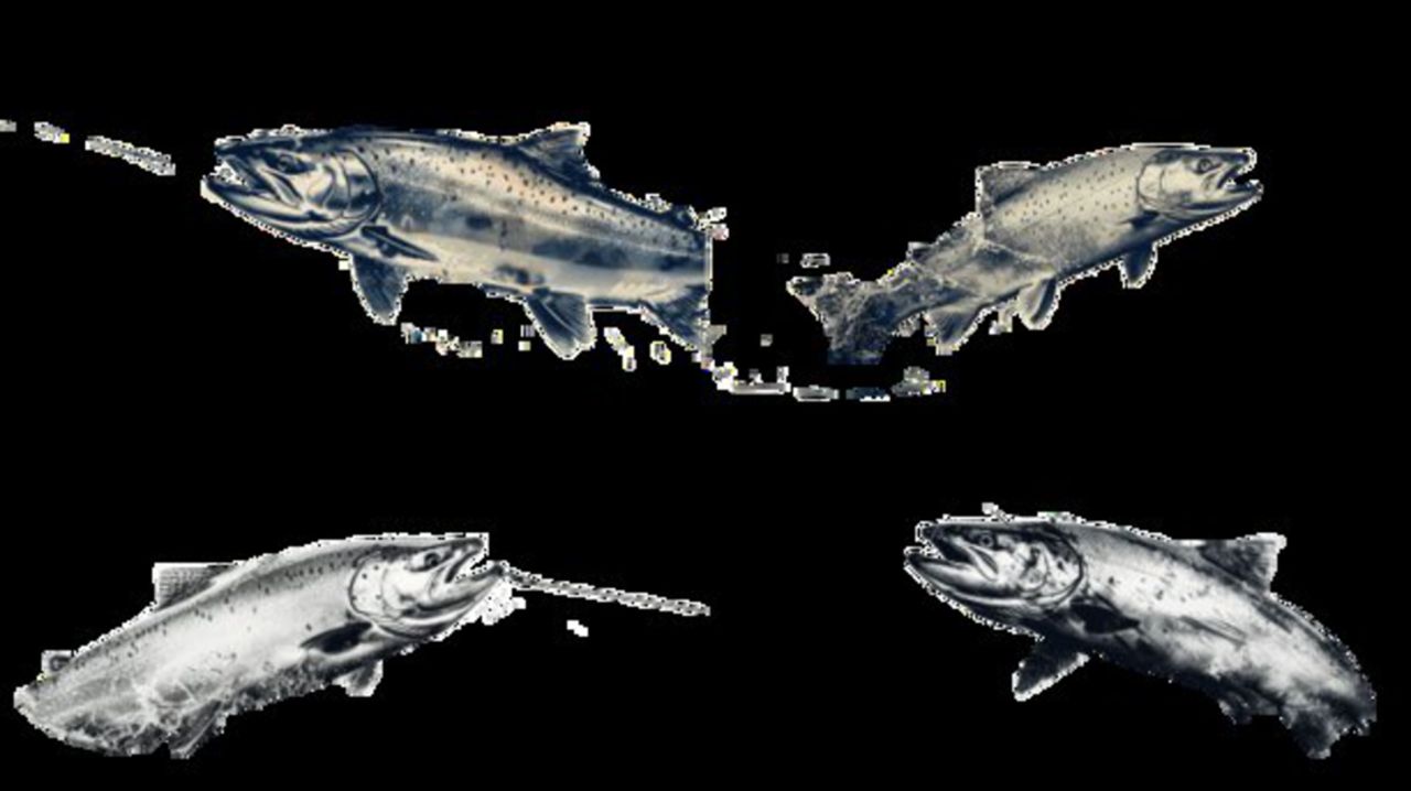 Big Fish Selection (1)