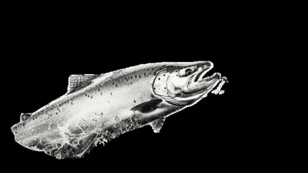 Big Fish (11)