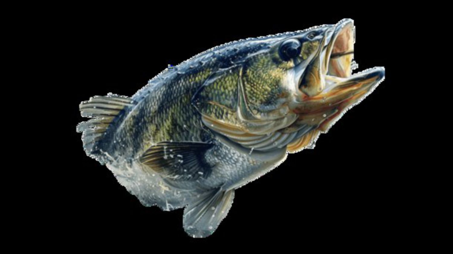 Bass Fish 14